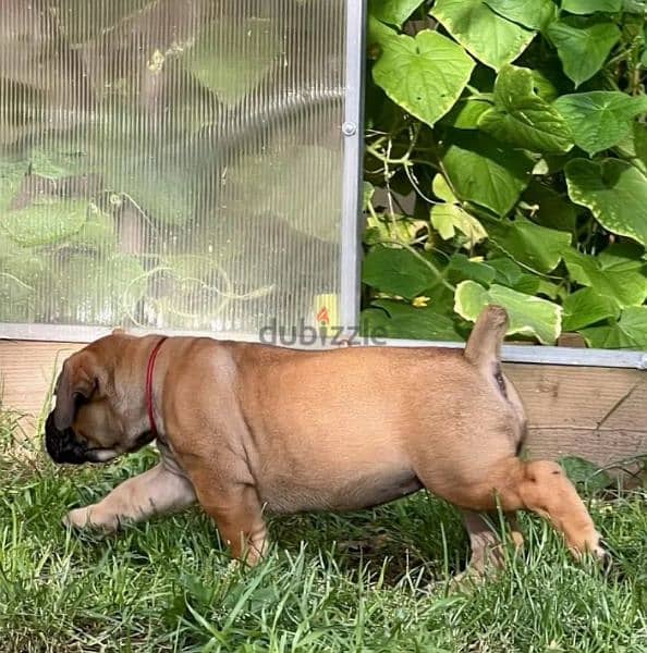 south African boerboel Male From Russia 6