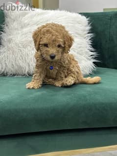 toy poodle toypoodle poodle poodle بودل توي بودل