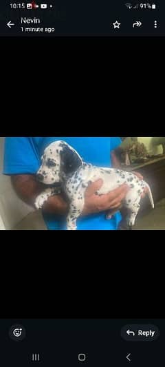 Dalmatian puppies for sale