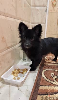 Chihuahua black long hair (rare type)