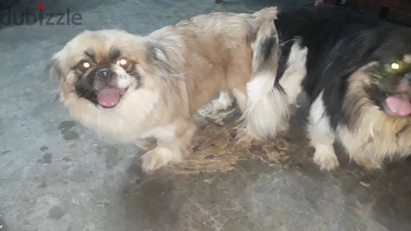 اجمل دكر ونتايه بيكنواه حامل. بيورررر Pekinawa dogs 1