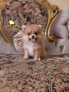 pomeranian teacup - بومرينيان