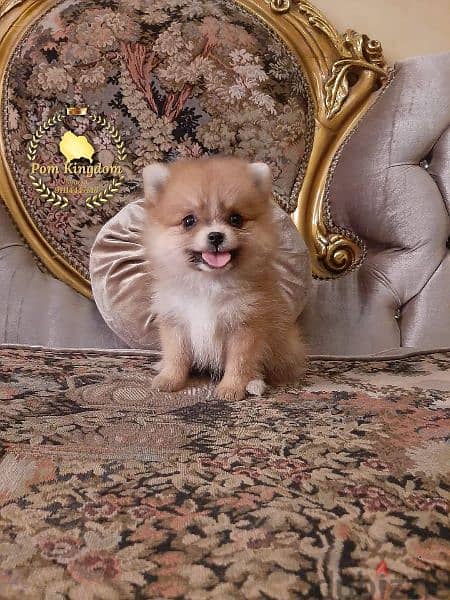 pomeranian teacup - بومرينيان 0