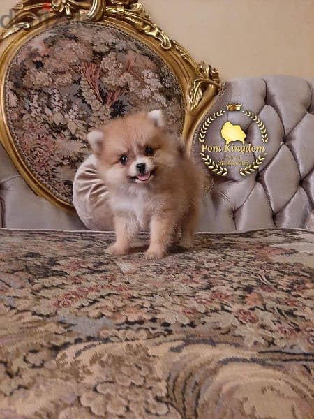 pomeranian teacup - بومرينيان 2