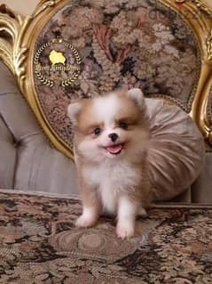 pomeranian