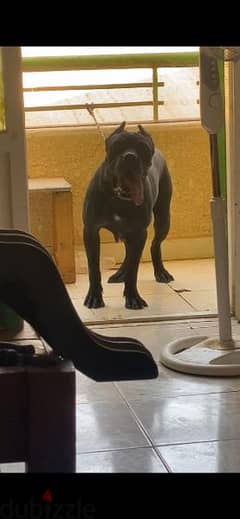 Female Cane Corso