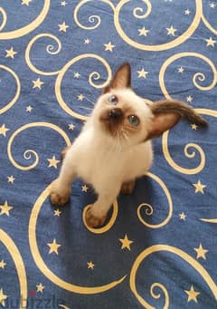 for the siamese cats lovers ,  very gorgeous kittens , pure race