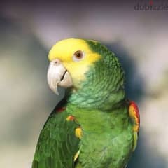 looking for an Amazon parrot