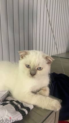 Brown point white Scottish Fold boy