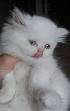 Female Himalayan orange pointed kitten قطة بنت هيمالايا اورانج 45 يوم