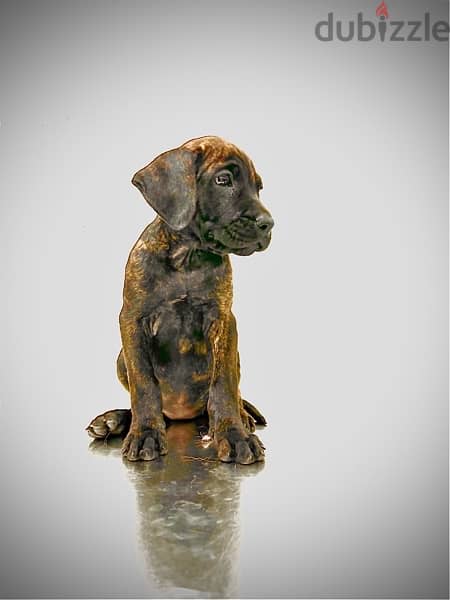 Presa Canario Puppies “GIRLS” 1