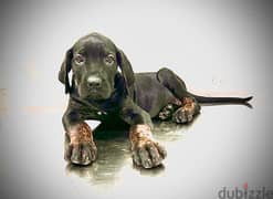 Presa Canario Puppy “GIRL”