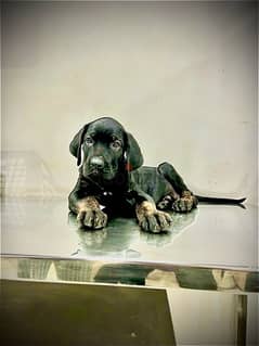 Presa Canario Puppy Dog “جرو” كلب