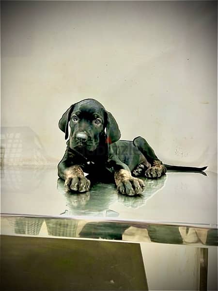 Presa Canario Puppy “GIRL” 1