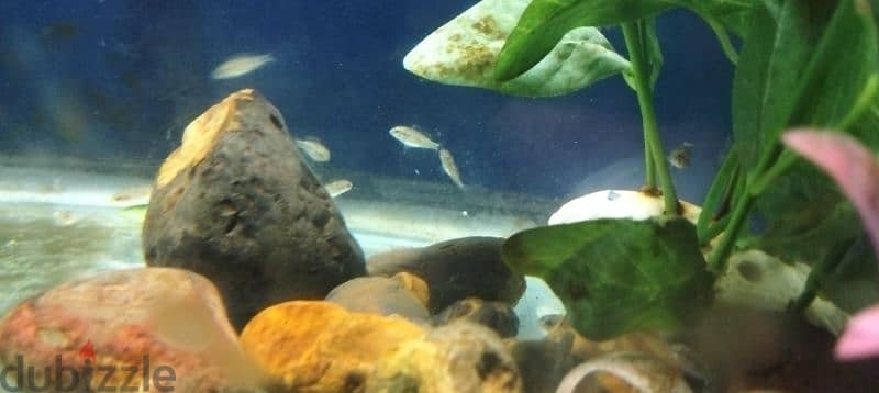 kribensis fish كريبنسبس 5