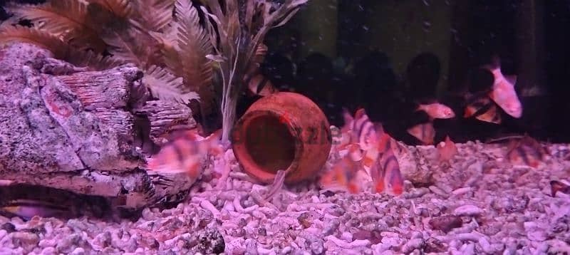 kribensis fish كريبنسبس 6