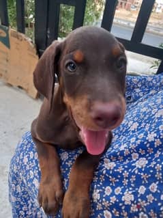 doberman