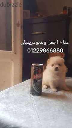 بومرينيانpomeranian