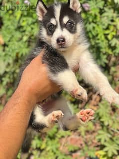 Husky puppies