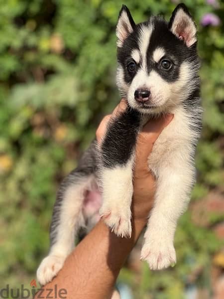 Husky puppies 2