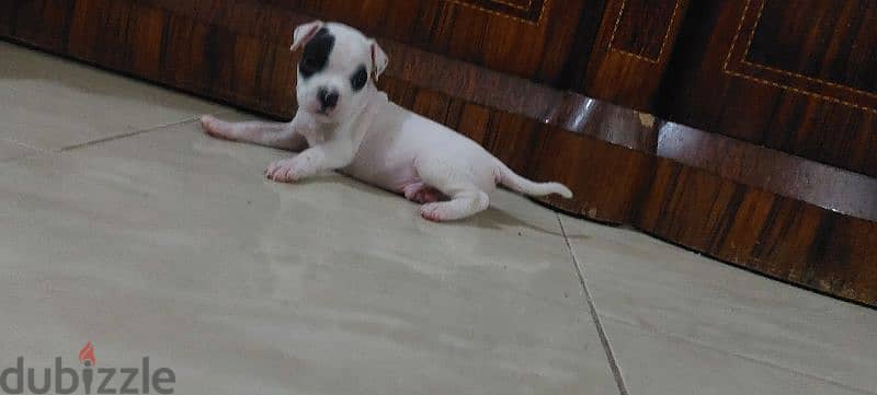 American bully 4