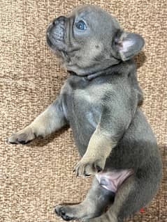 french bulldog فرينش بولدوج