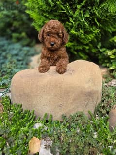 premium quality toy poodle puppies males and females