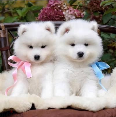 samoyed puppies اجمل جراء سامويد