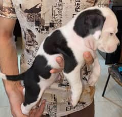 American bully