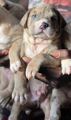 Puppies pitbull green eyes red nose