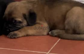 Puppy Cane corso brown male