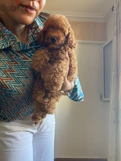 poodle puppies بودل