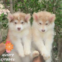 جراوي هاسكي للبيع husky puppies