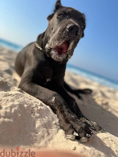 cane corso كين كورسو 0