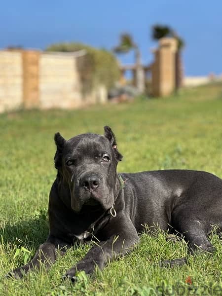 cane corso كين كورسو 1