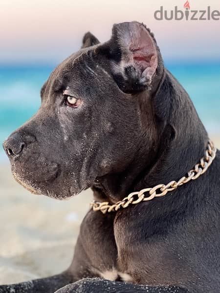 cane corso كين كورسو 2