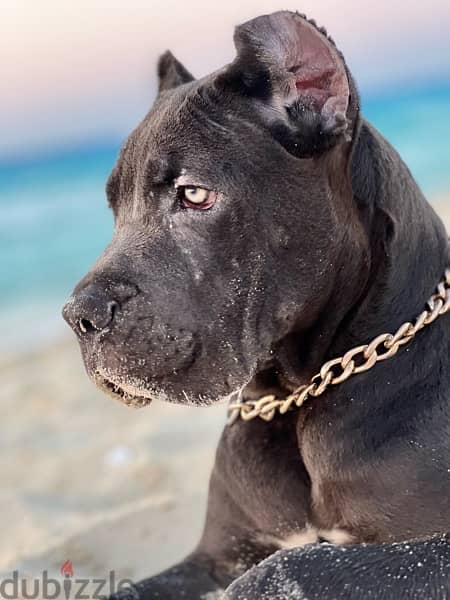 cane corso كين كورسو 3