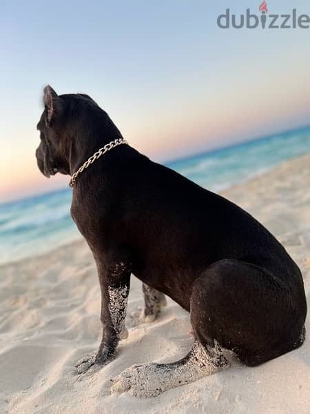 cane corso كين كورسو 4