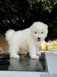 جراوي سامويدsamoyed puppies