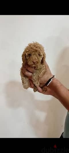 Available pure toy poodle haigh quality