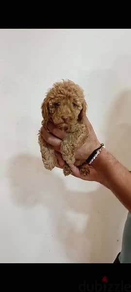 Available pure toy poodle haigh quality 0