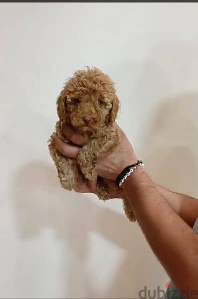 Available pure toy poodle haigh quality 1