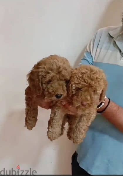 Available pure toy poodle haigh quality 2