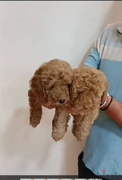 Available pure toy poodle haigh quality 3