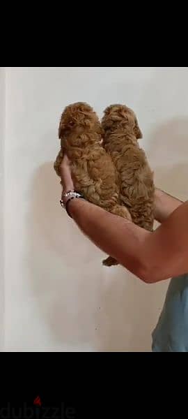 Available pure toy poodle haigh quality 4