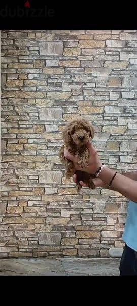 Available pure toy poodle haigh quality 6