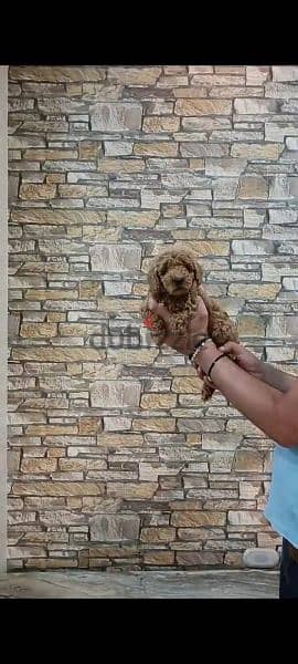 Available pure toy poodle haigh quality 7