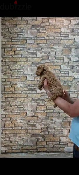 Available pure toy poodle haigh quality 9