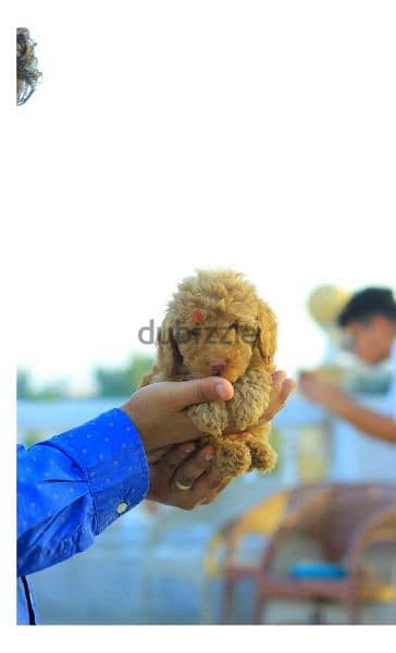 Available pure toy poodle haigh quality 10