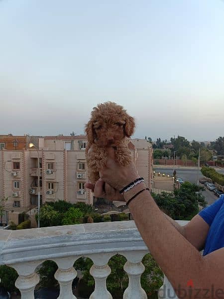 Available pure toy poodle haigh quality 12